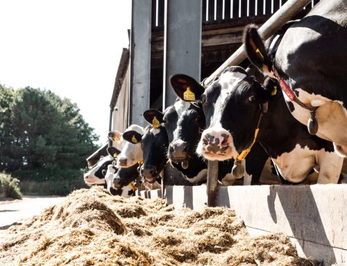 MINERAL SUPPORT FOR YOUR DAIRY HERD